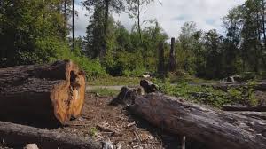 Best Soil Testing and Treatment  in Martha Lake, WA