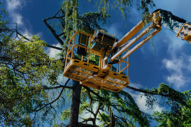 Best Arborist Consultation Services  in Martha Lake, WA